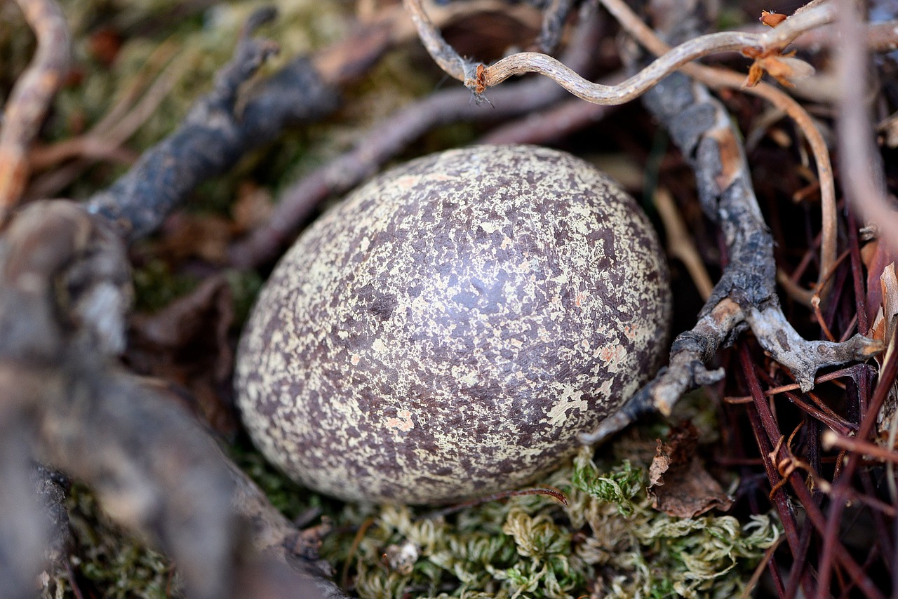 egg bird's nest branches free photo