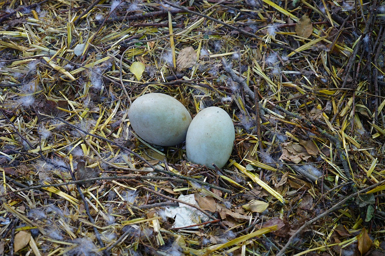 egg swan eggs swan free photo