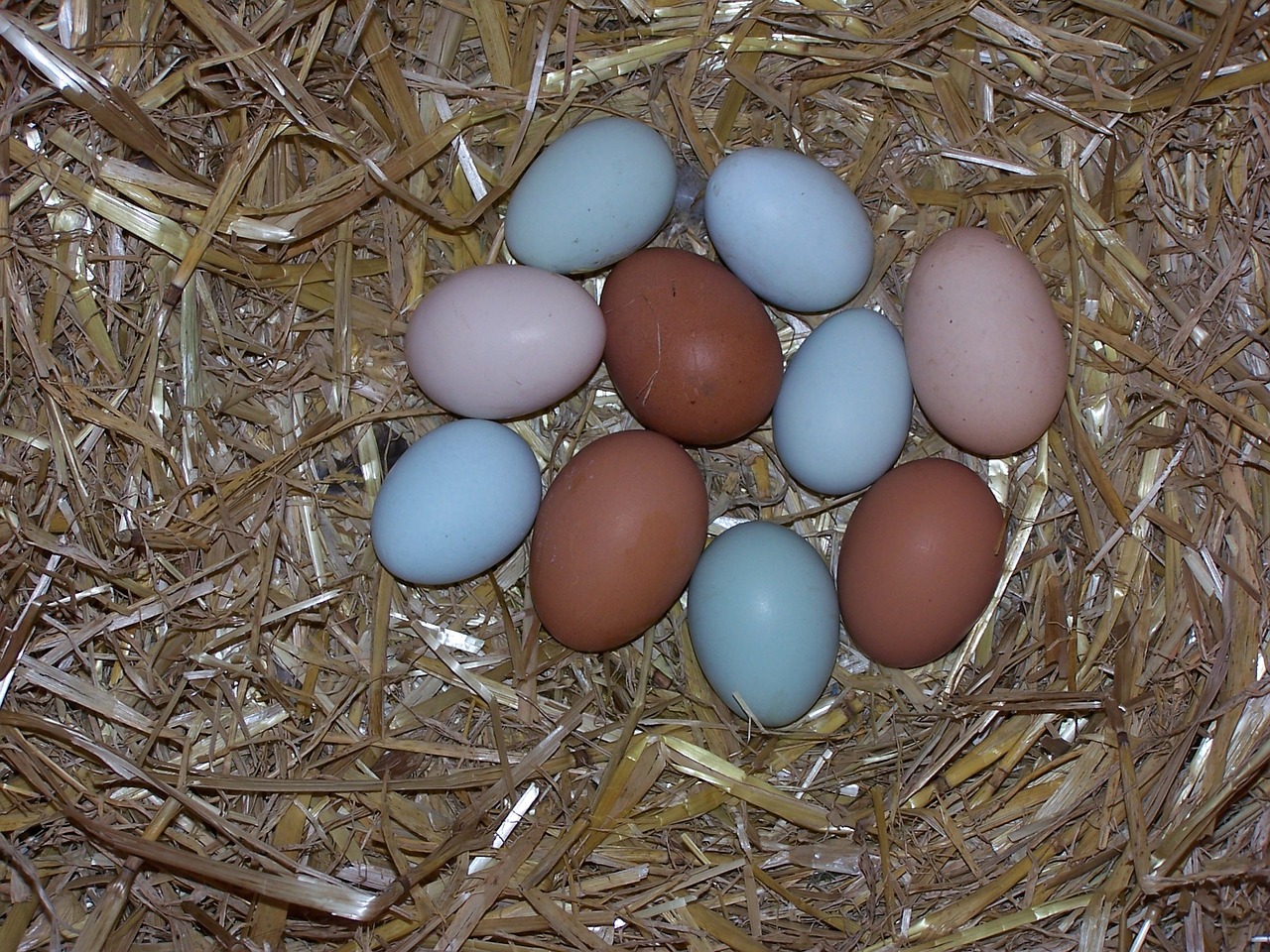 egg chicken eggs nest free photo