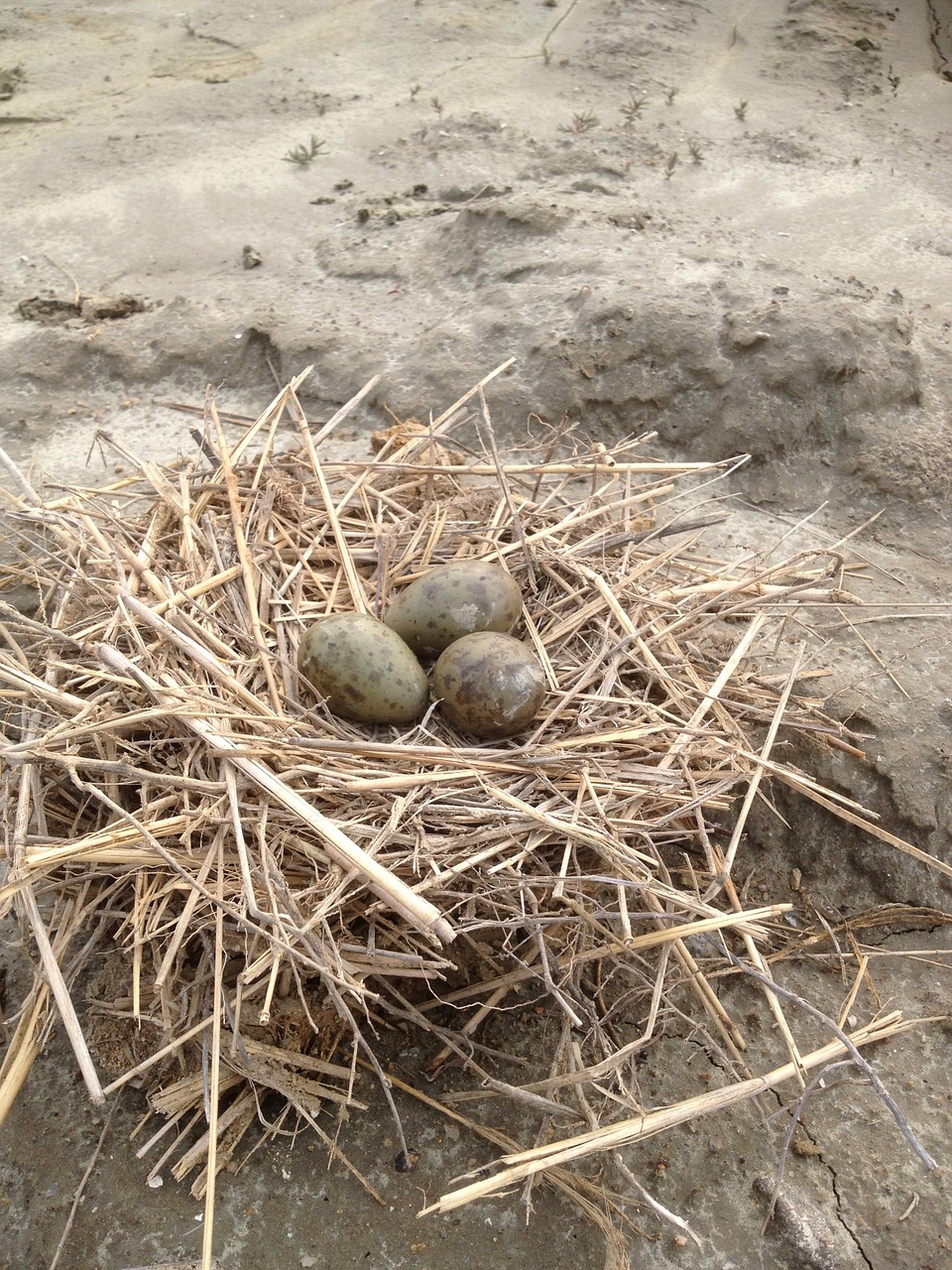 egg nest snipe free photo