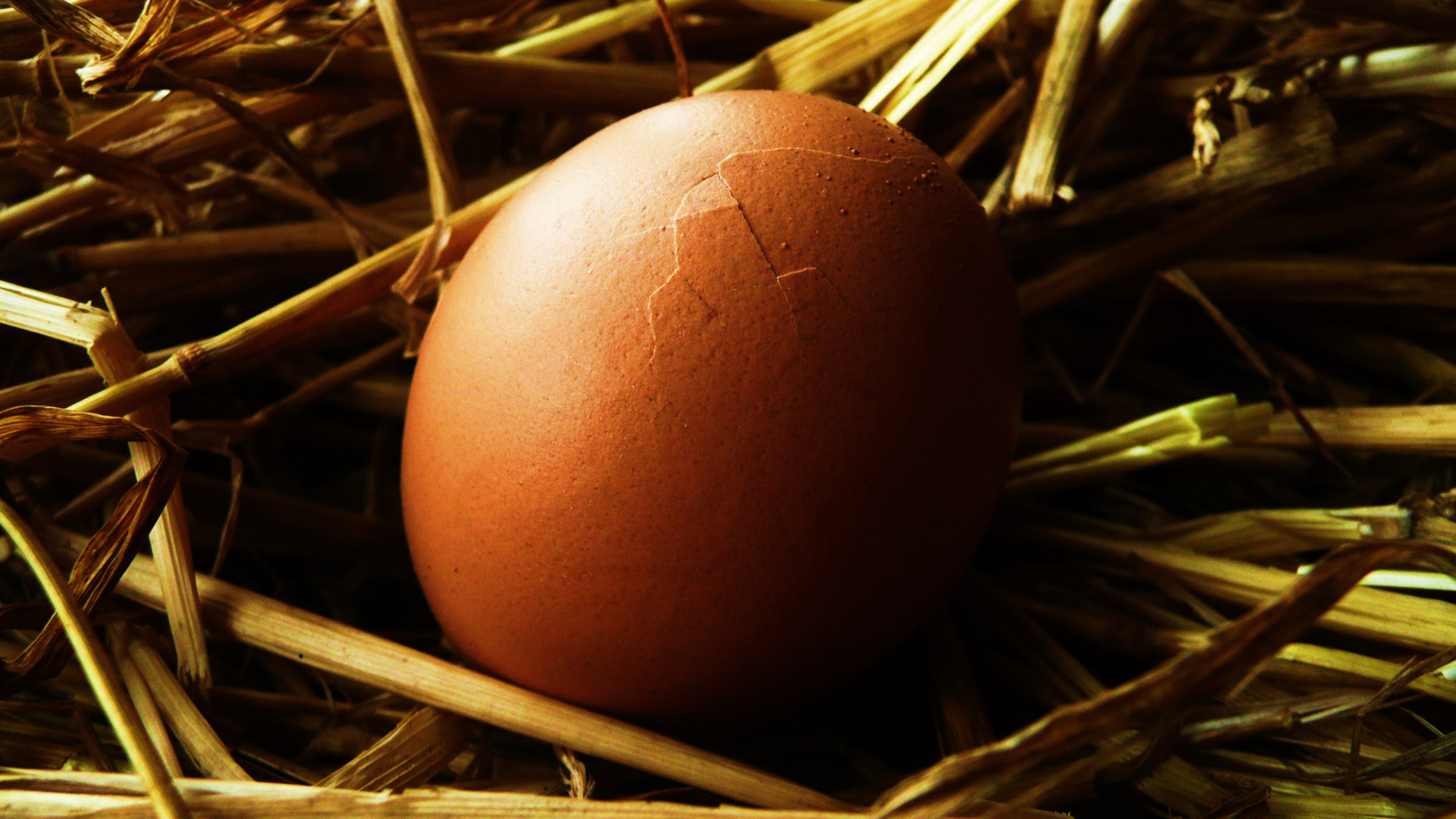 egg straw background free photo