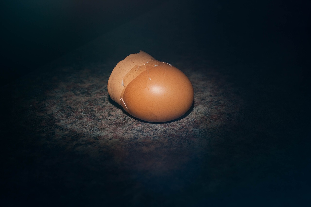 egg shell egg chicken free photo