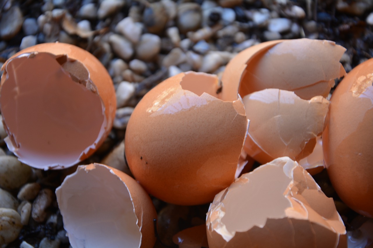 egg shells broken calcium free photo
