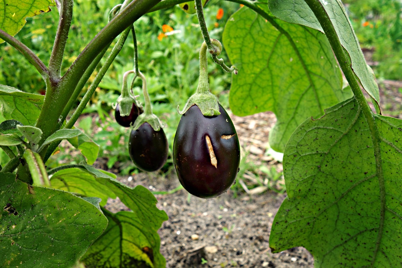 eggplant aubergine vegetable free photo