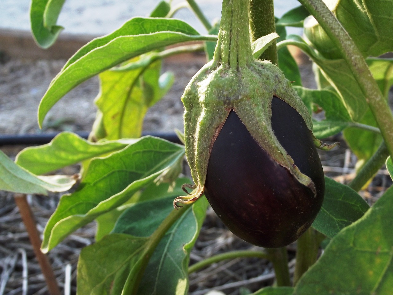 eggplant fruit orchard free photo