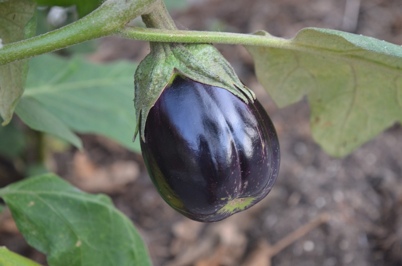 eggplant harvest organic free photo