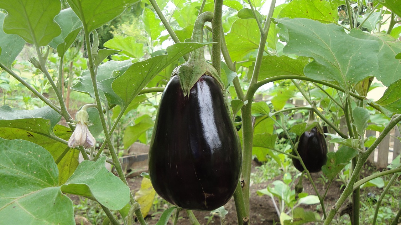 eggplant plant agriculture free photo