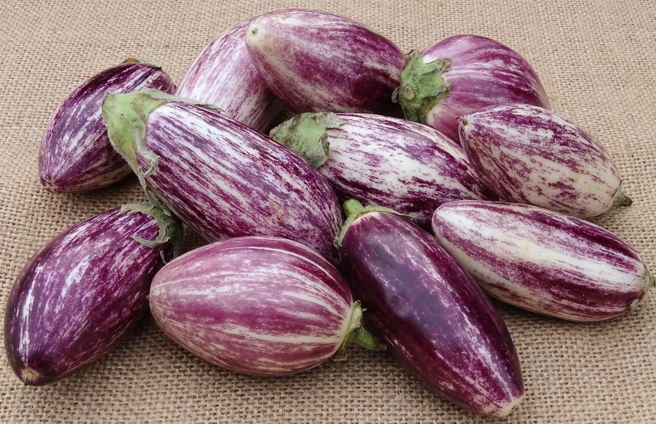 eggplant vegetables cook free photo
