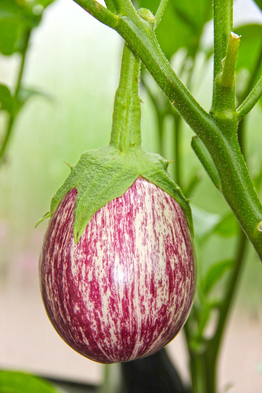eggplant  garden  nutrition free photo