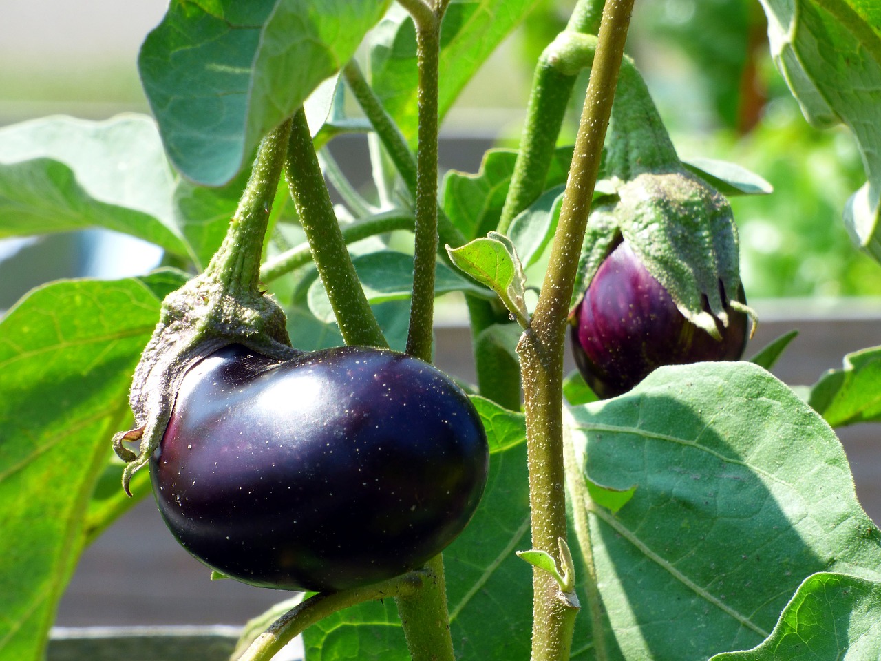 eggplant  vegetable  food free photo