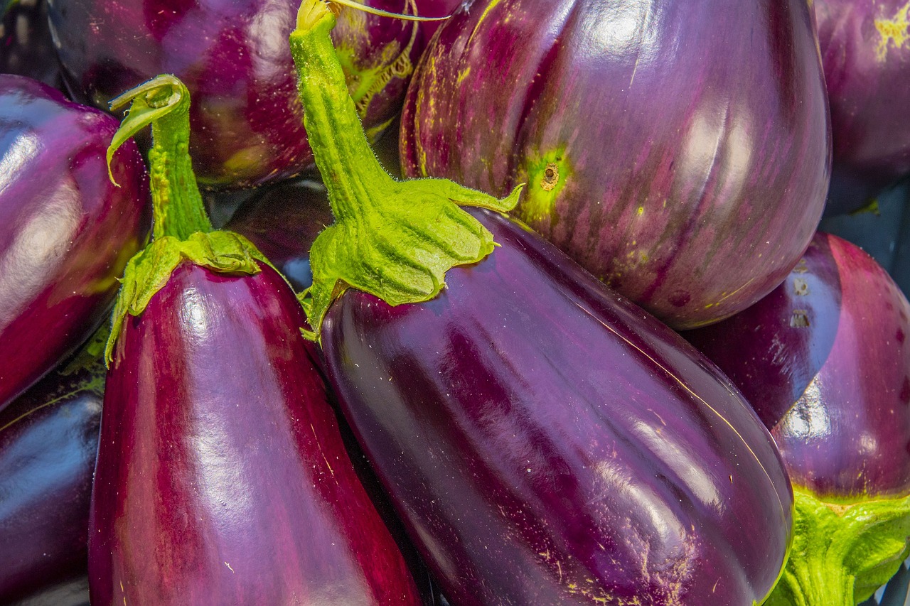 eggplant  aubergine  solanum melongena free photo