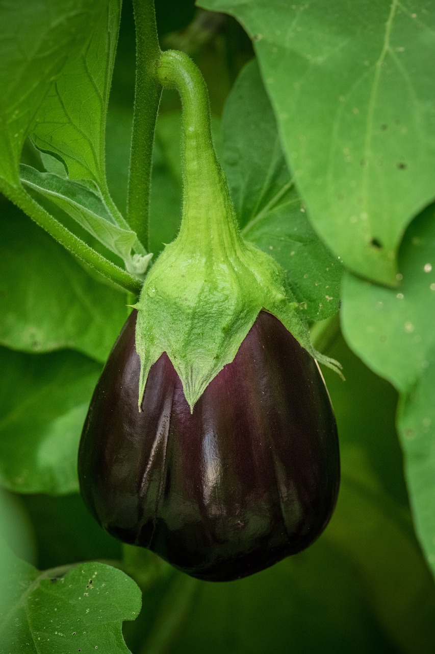 eggplant  aubergine  solanum melongena free photo