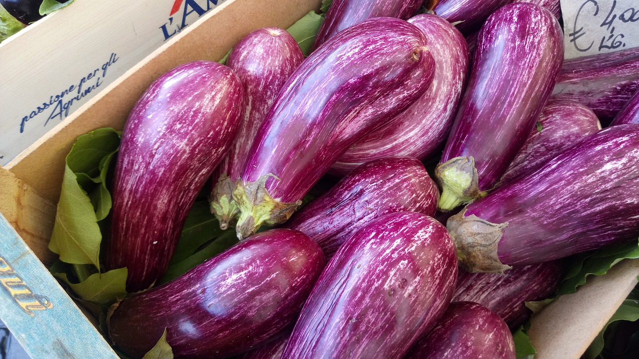 eggplant  orchard  huerta free photo