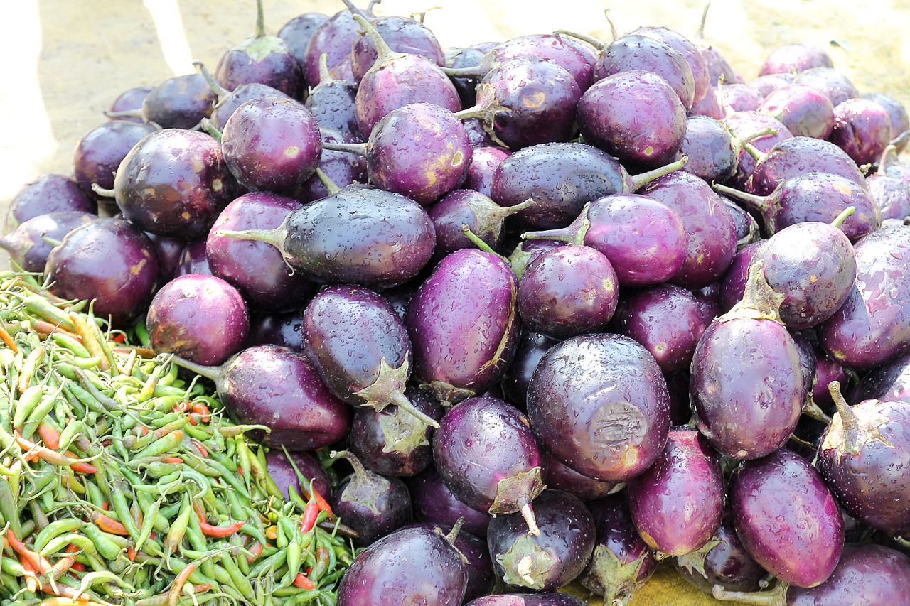 eggplant indian brinjal free photo
