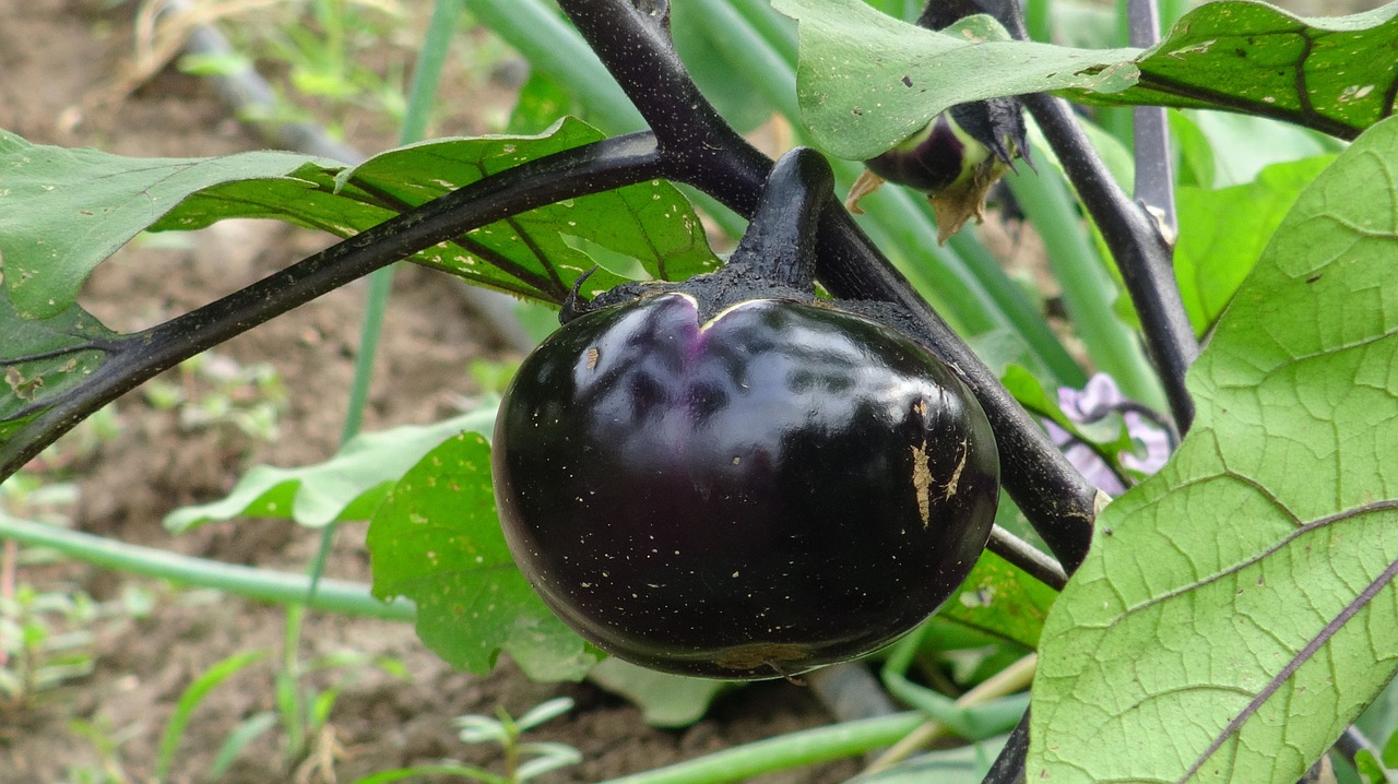 eggplant organic vegetable free photo