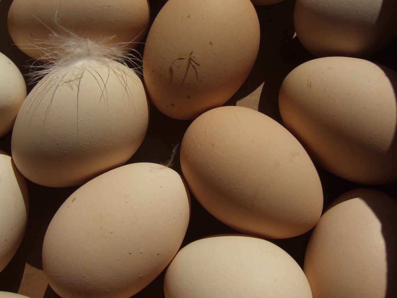 eggs bio field free photo
