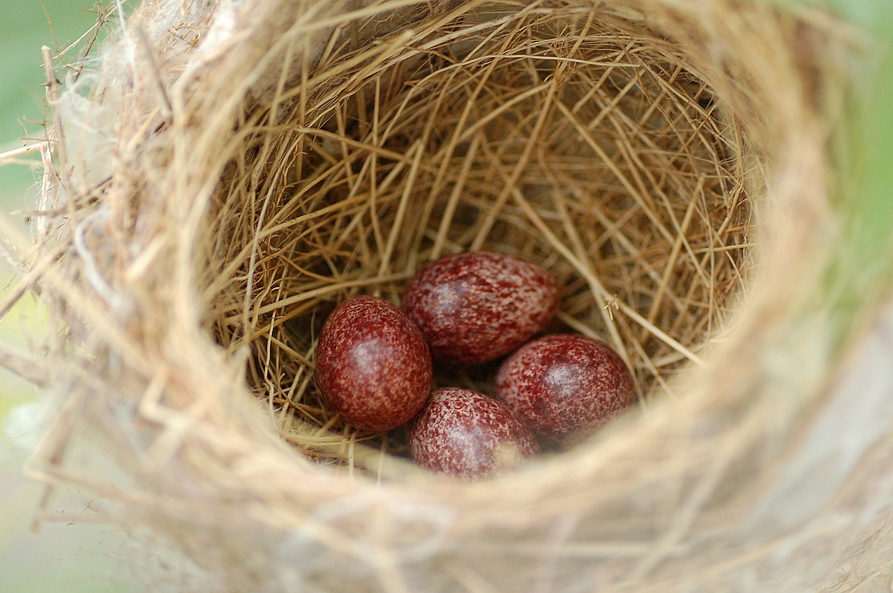 eggs nest bird free photo