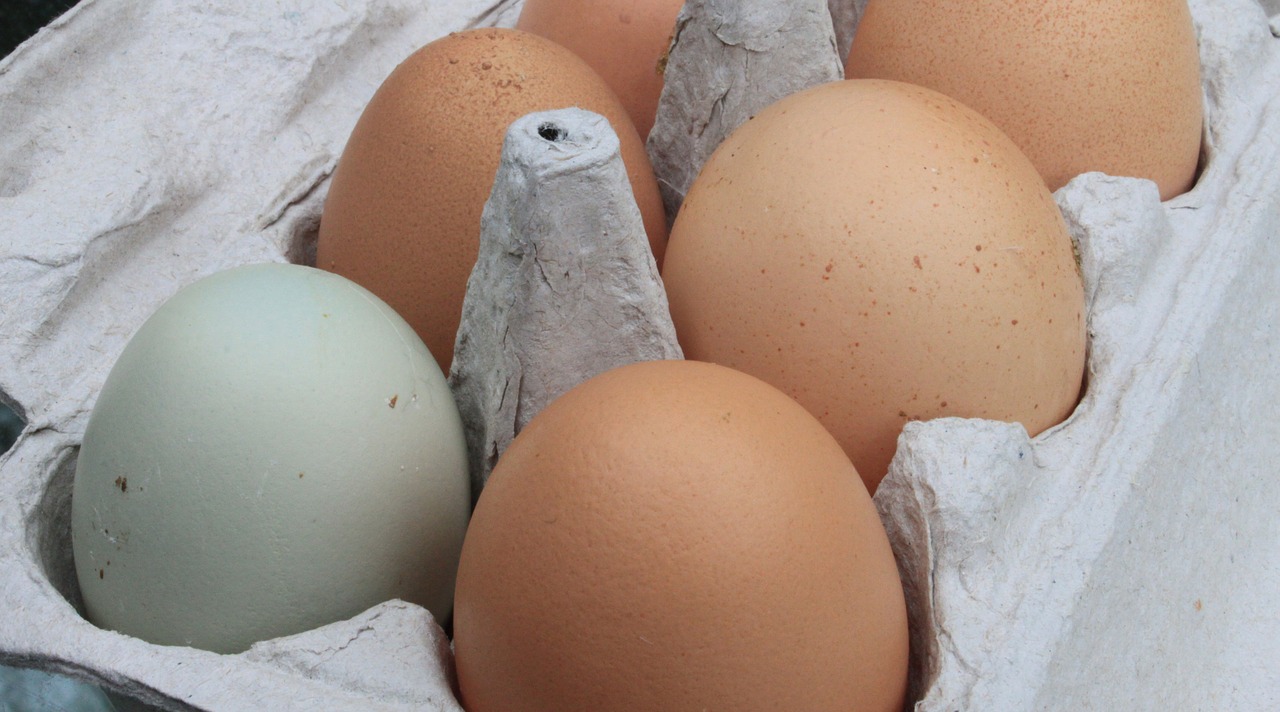 eggs fresh farm free photo