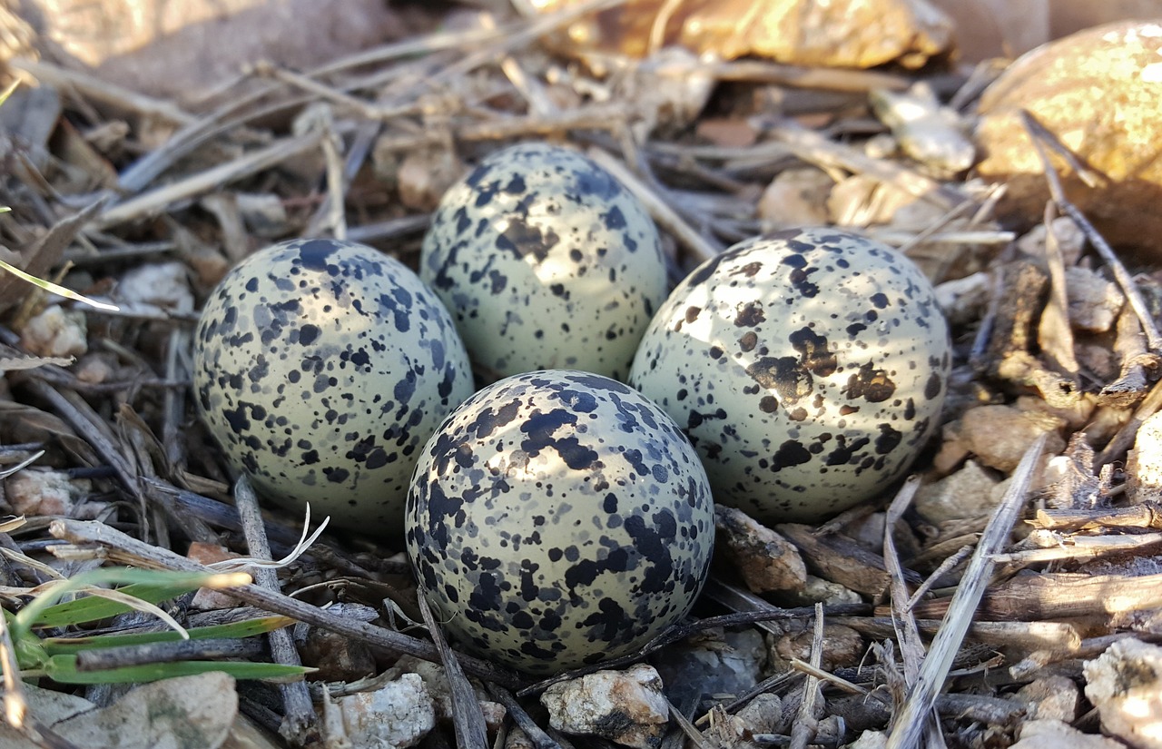 eggs bird's eggs nest free photo
