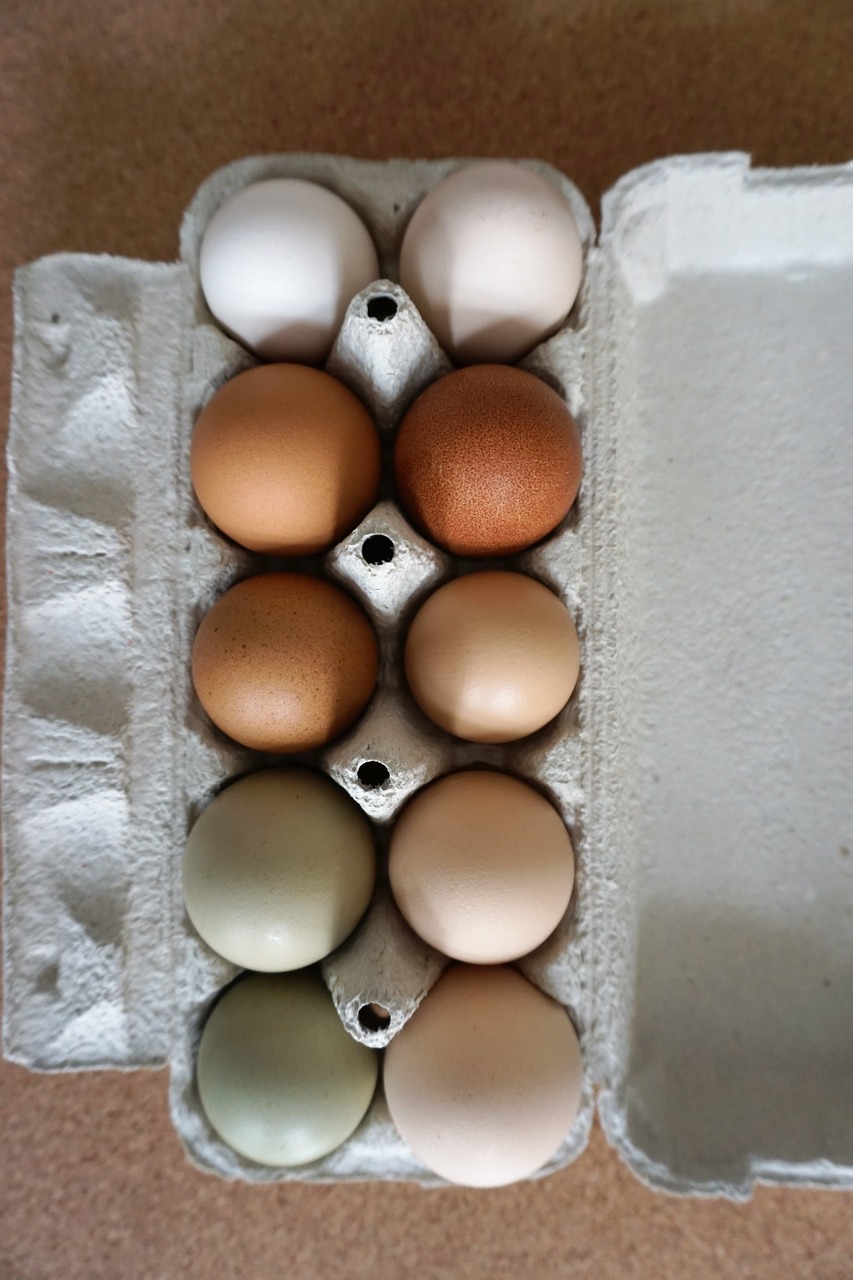 eggs food organic free photo