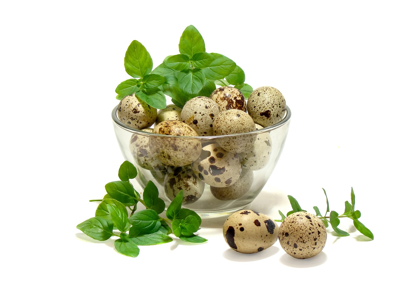 eggs quail mint free photo