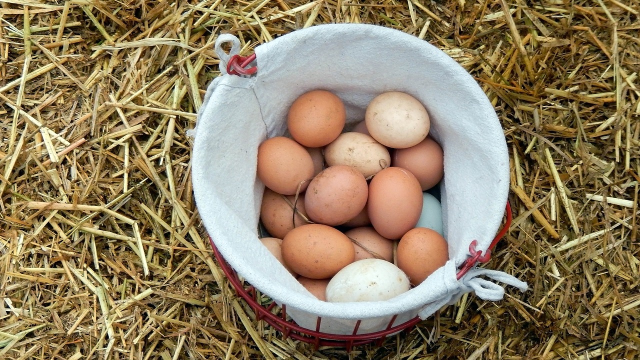 eggs farm breakfast free photo