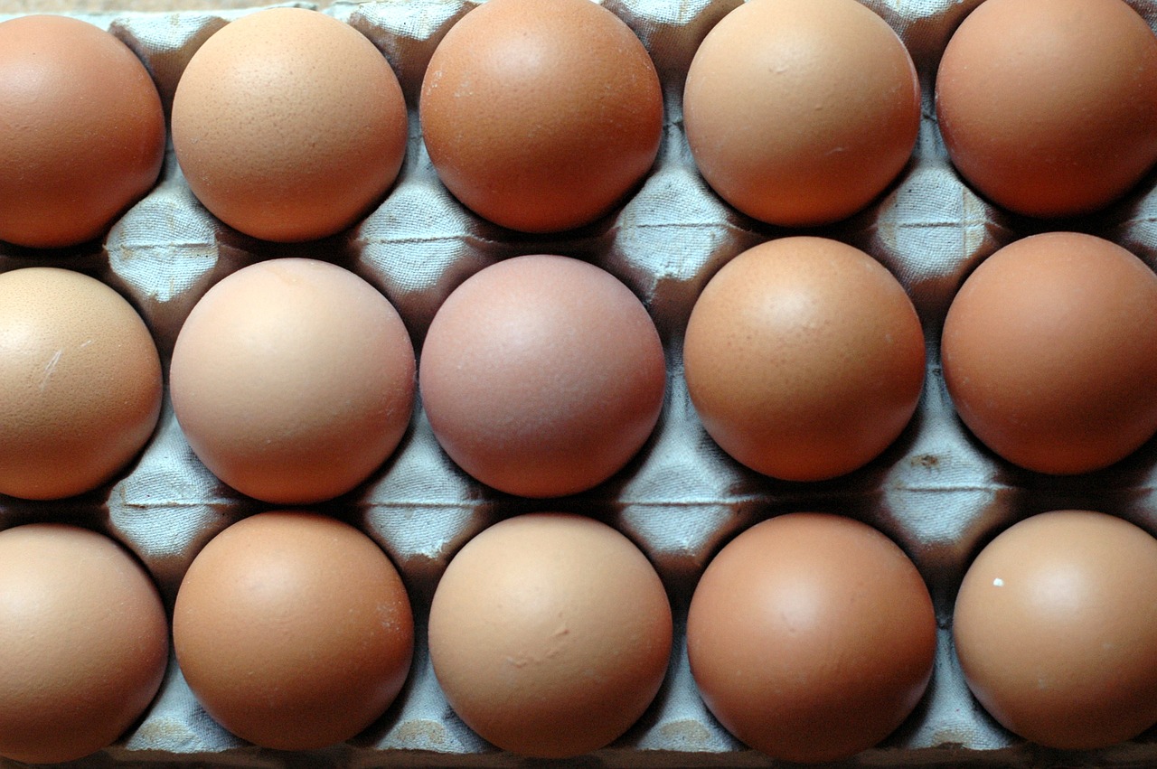 eggs rows patterns free photo