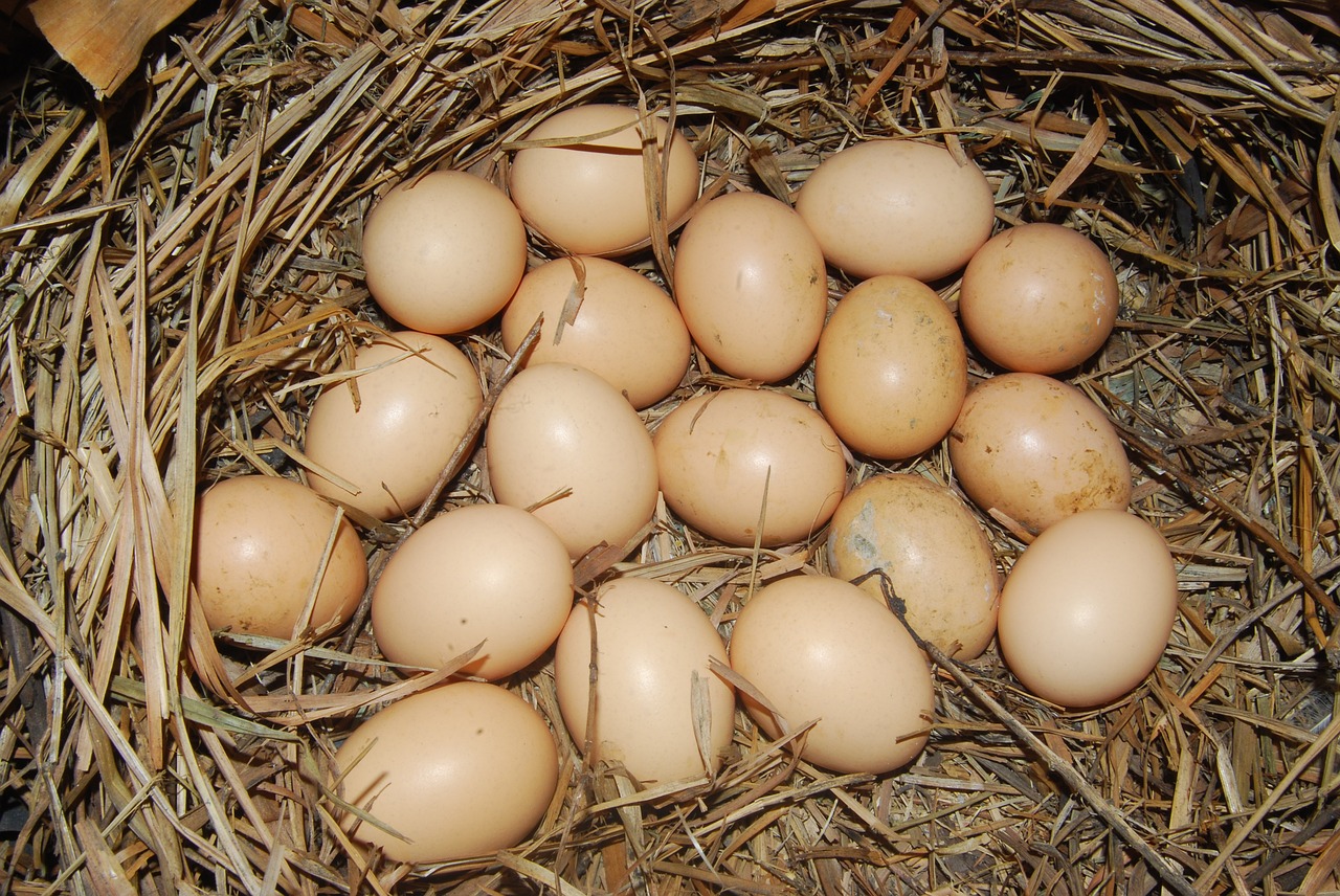 eggs chicken protein free photo