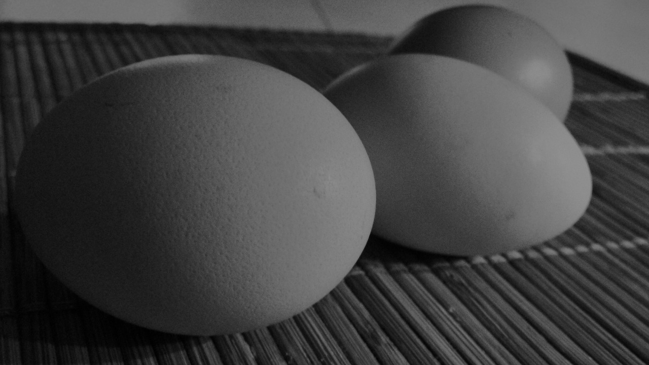 eggs black and white hens free photo