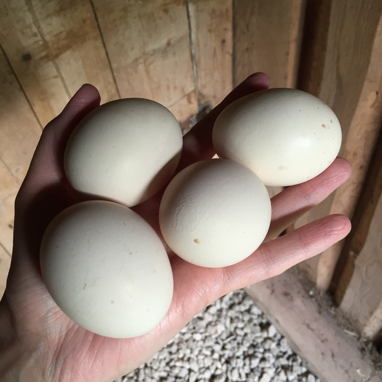 eggs hens farmhouse free photo