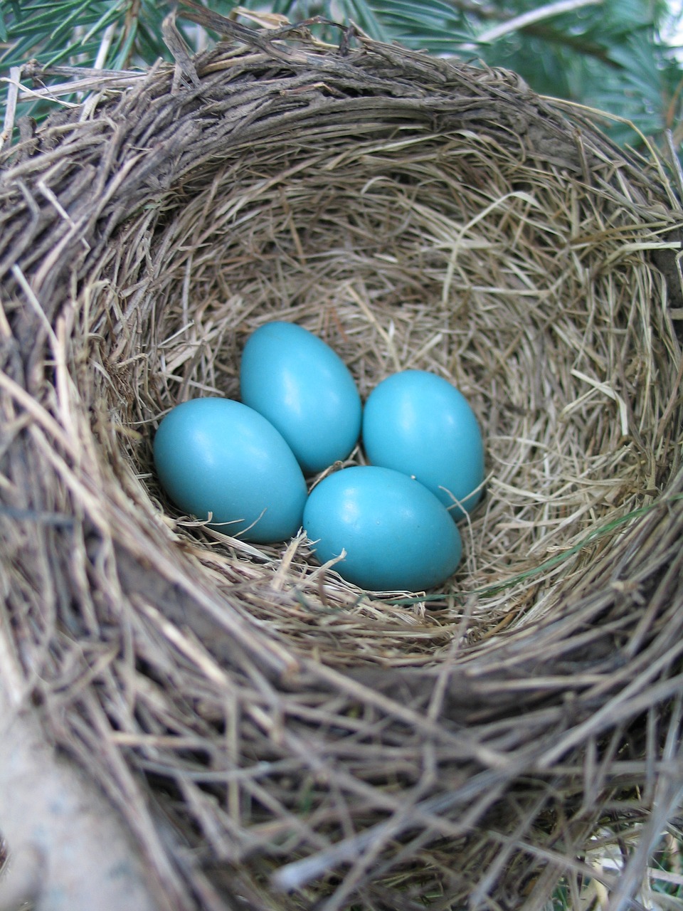 eggs bird nest spring free photo