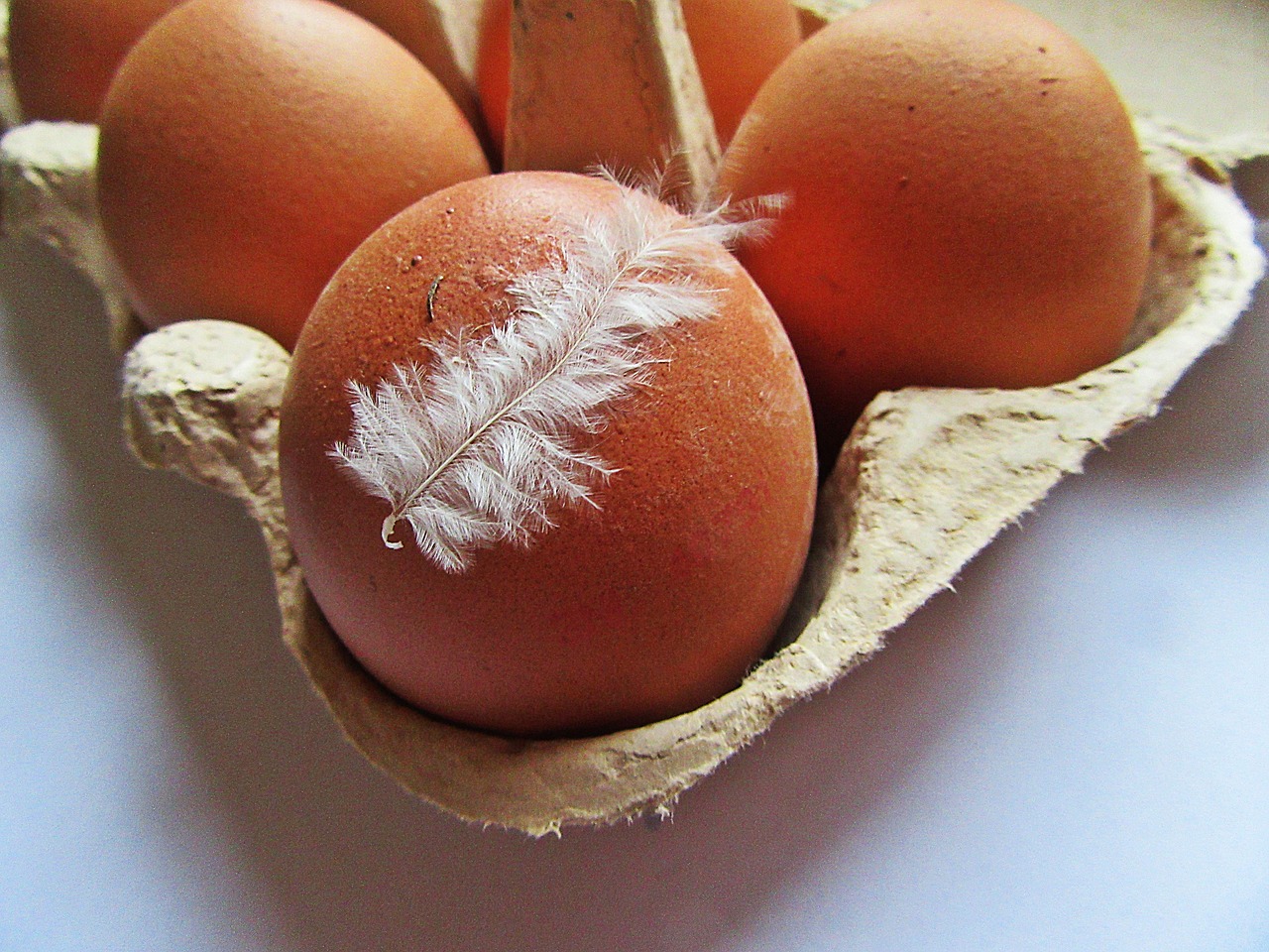 eggs chicken egg feather free photo