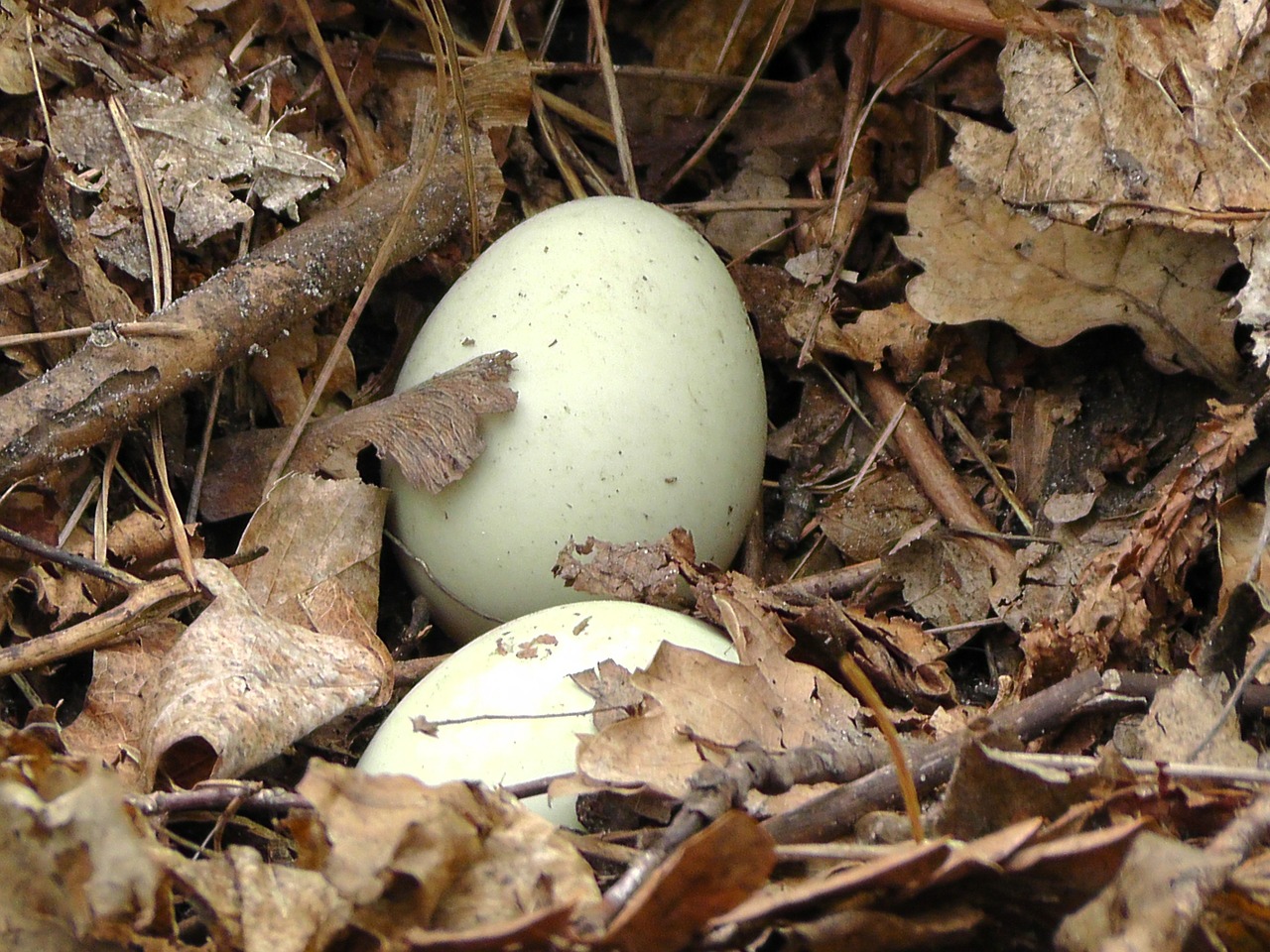 eggs socket foliage free photo