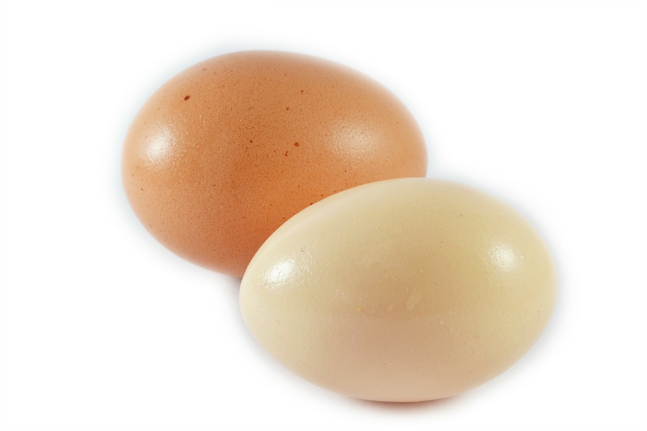 eggs food protein free photo
