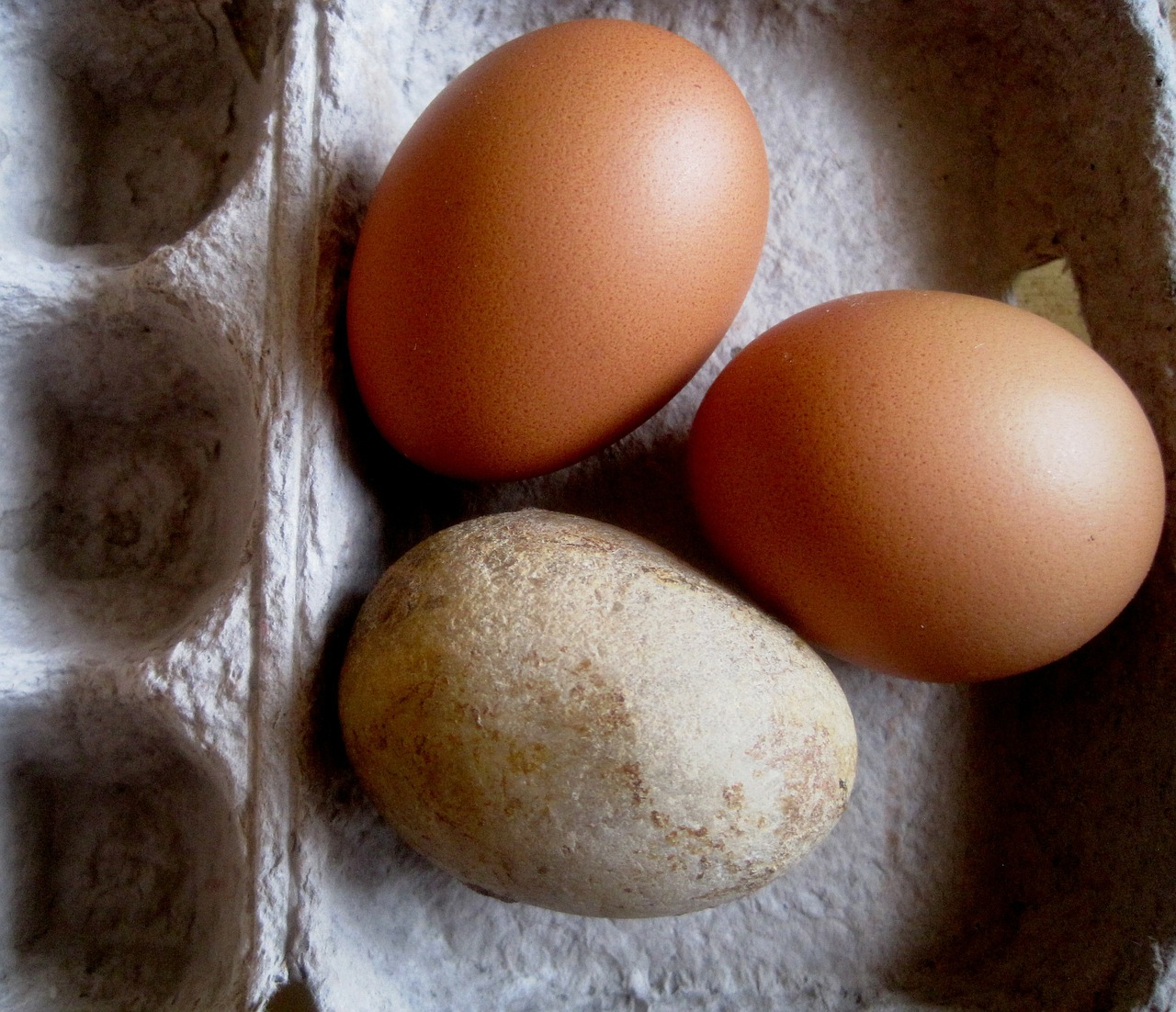 eggs chicken stone free photo