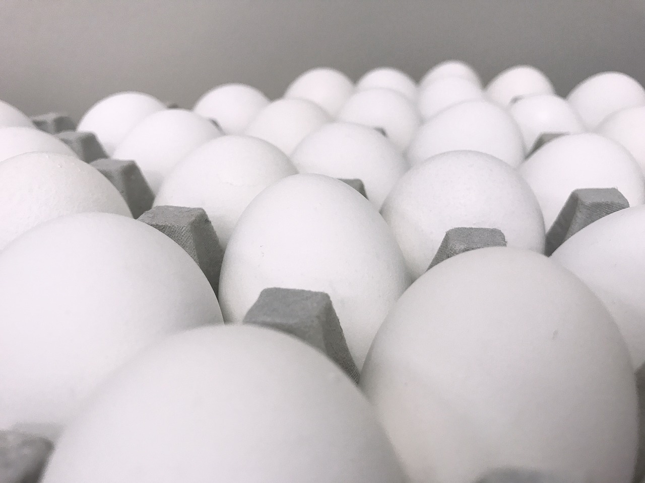 eggs macro white free photo