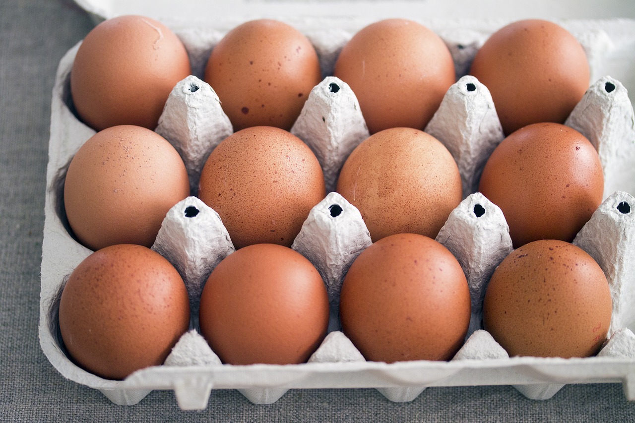 eggs rural life hens free photo