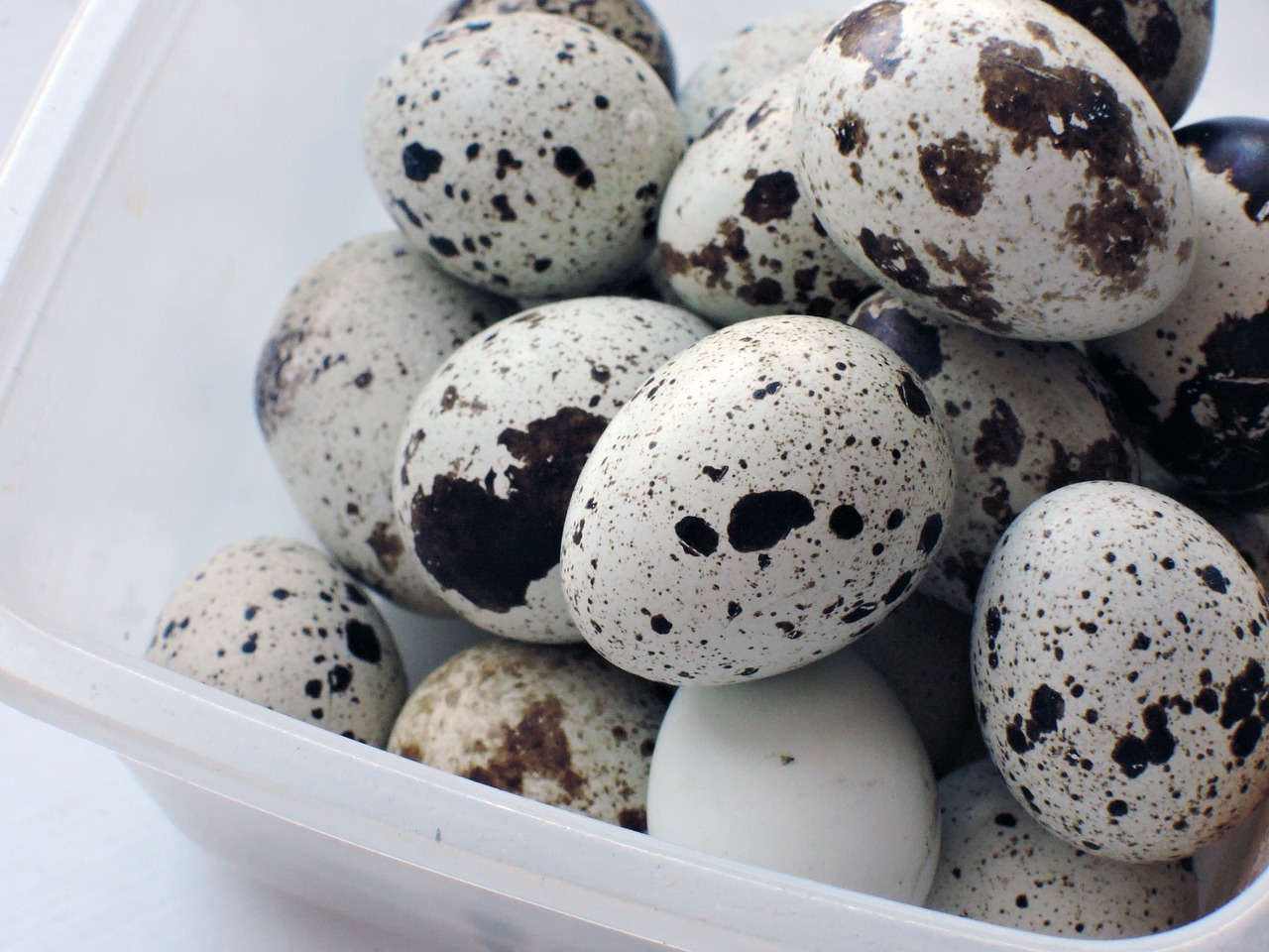 eggs quail food free photo