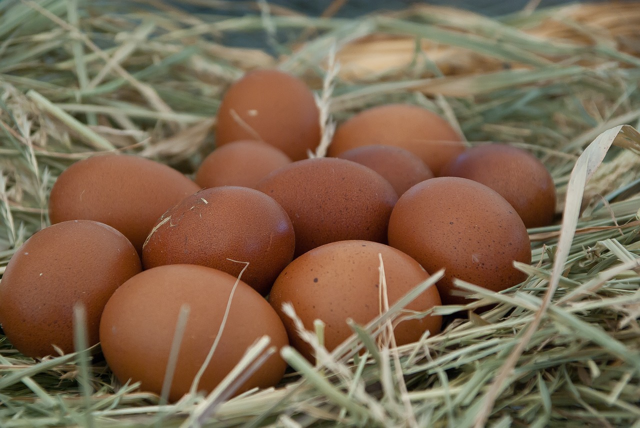 eggs  straw  nest free photo