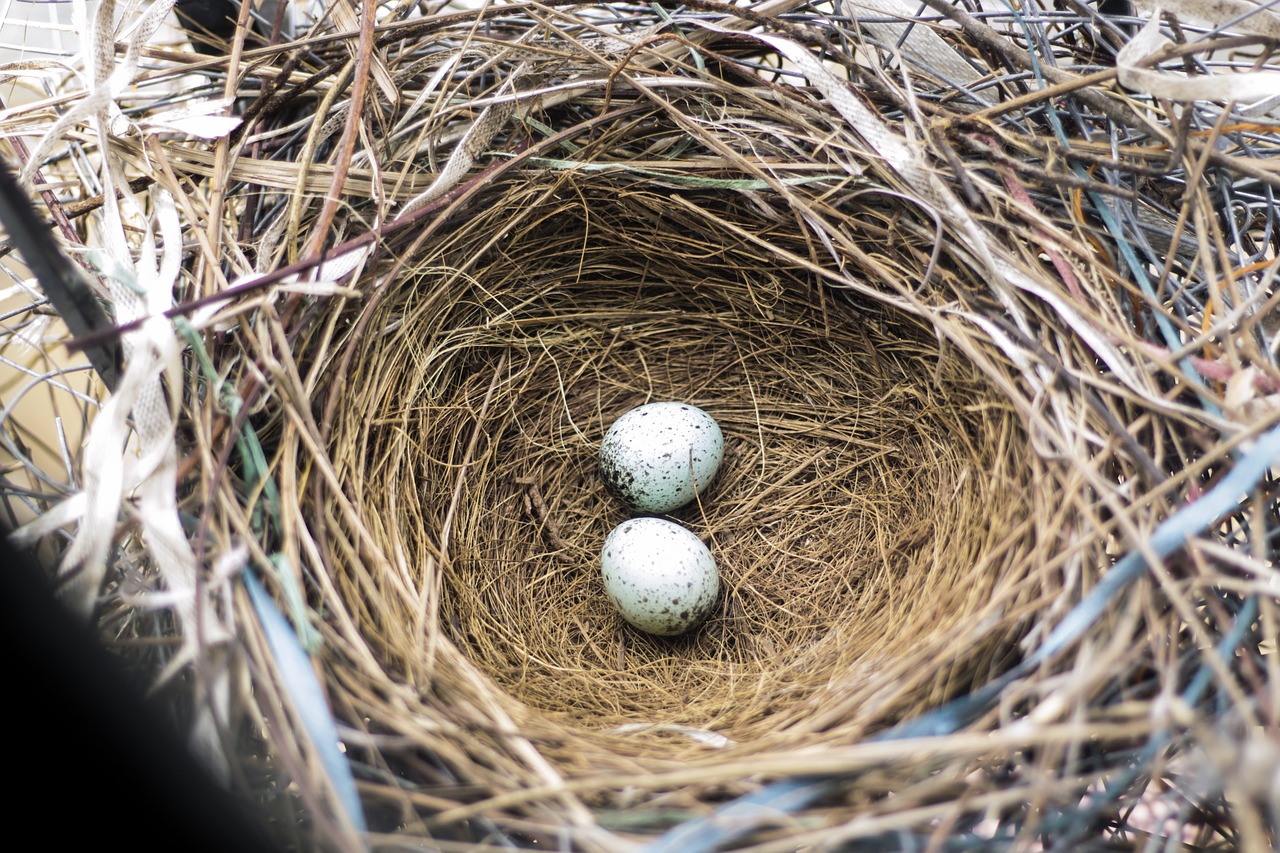 eggs  bird eggs  eggs in a nest free photo