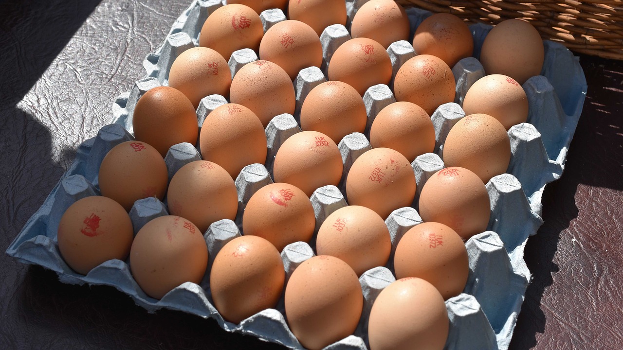 eggs  chickens  food free photo