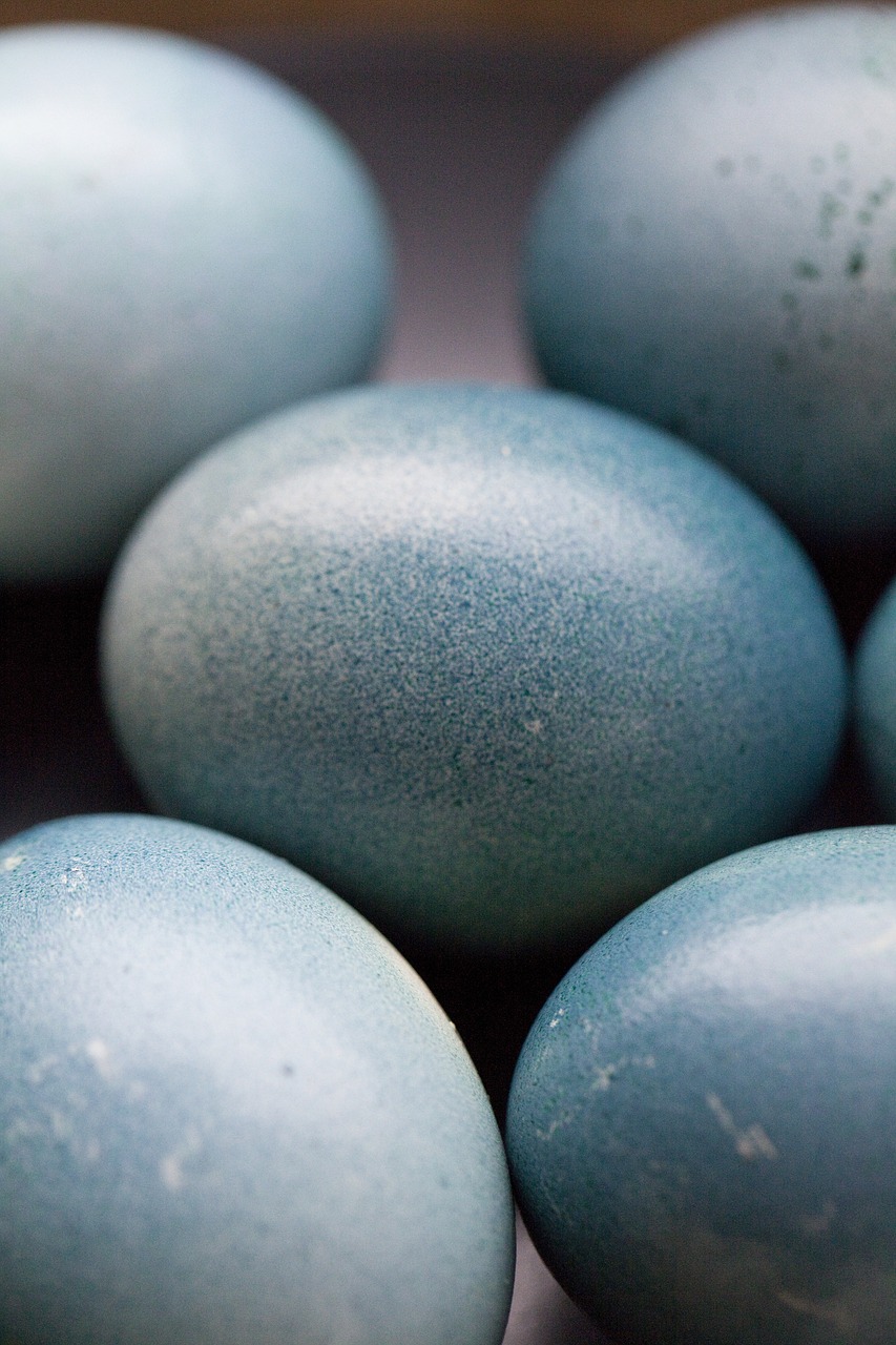 eggs  blue  spring free photo