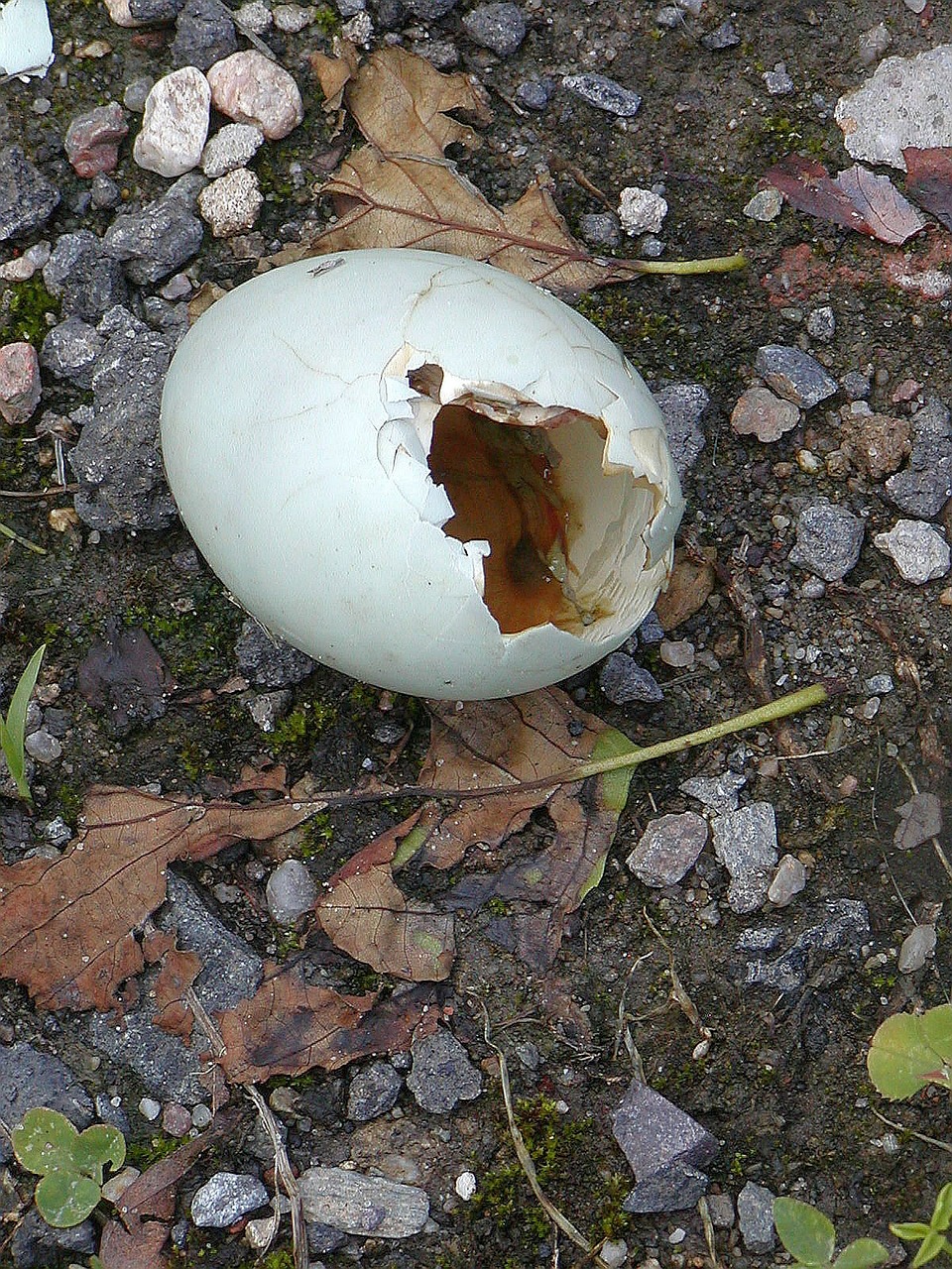 eggs broken shell free photo