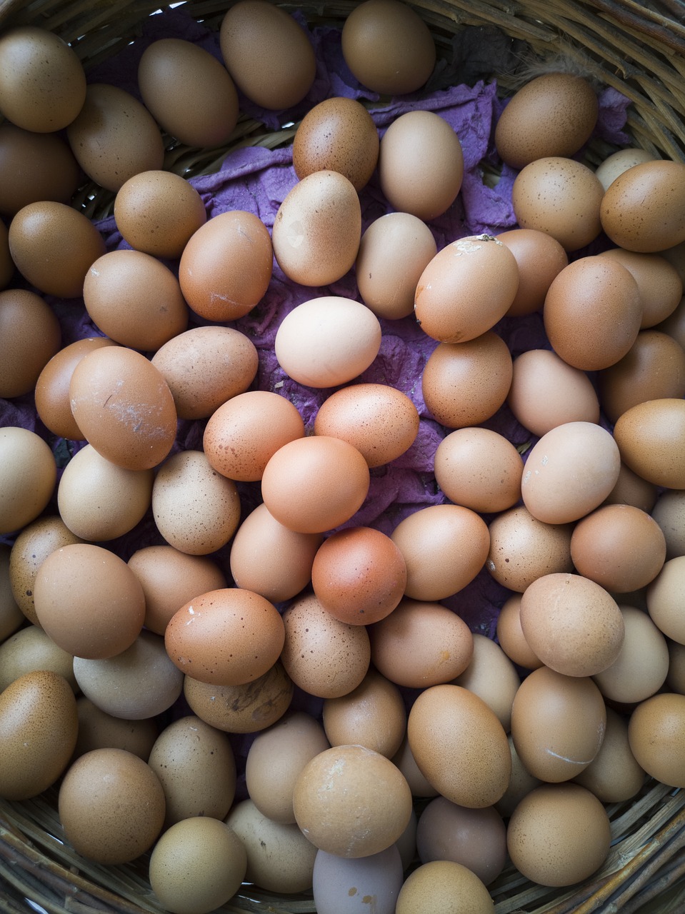 eggs  egg  chicken free photo