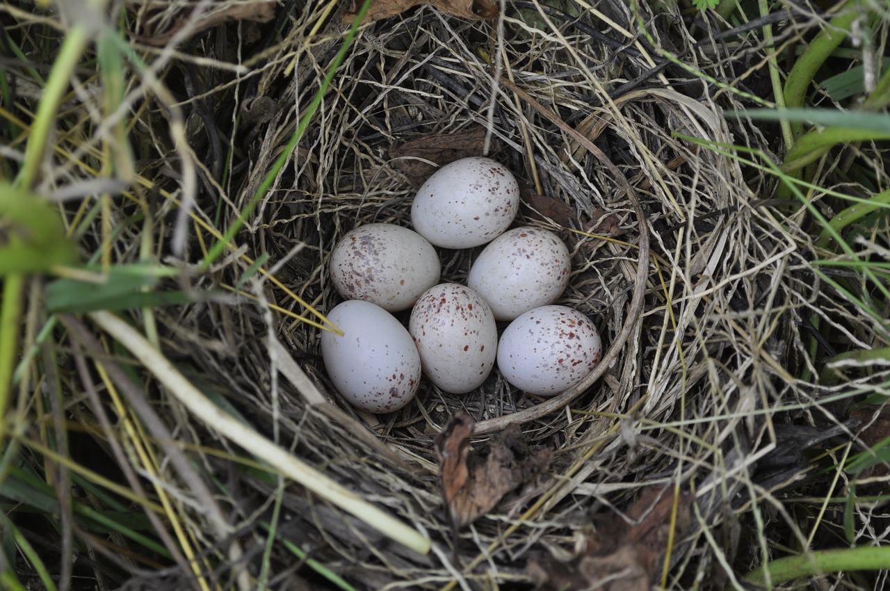 eggs  nest  bird free photo