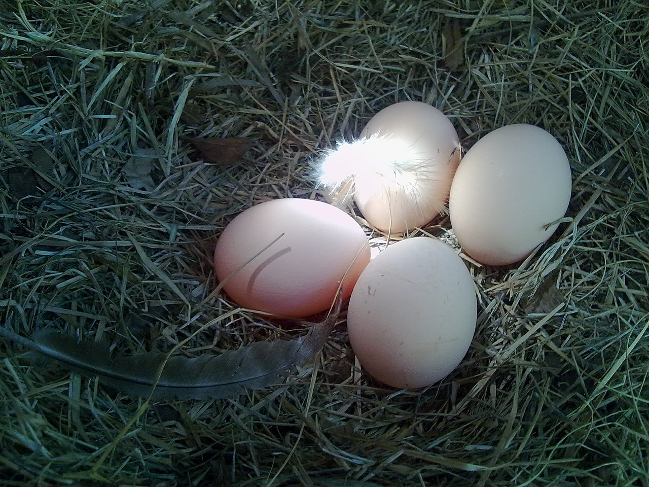 eggs nest chicken free photo