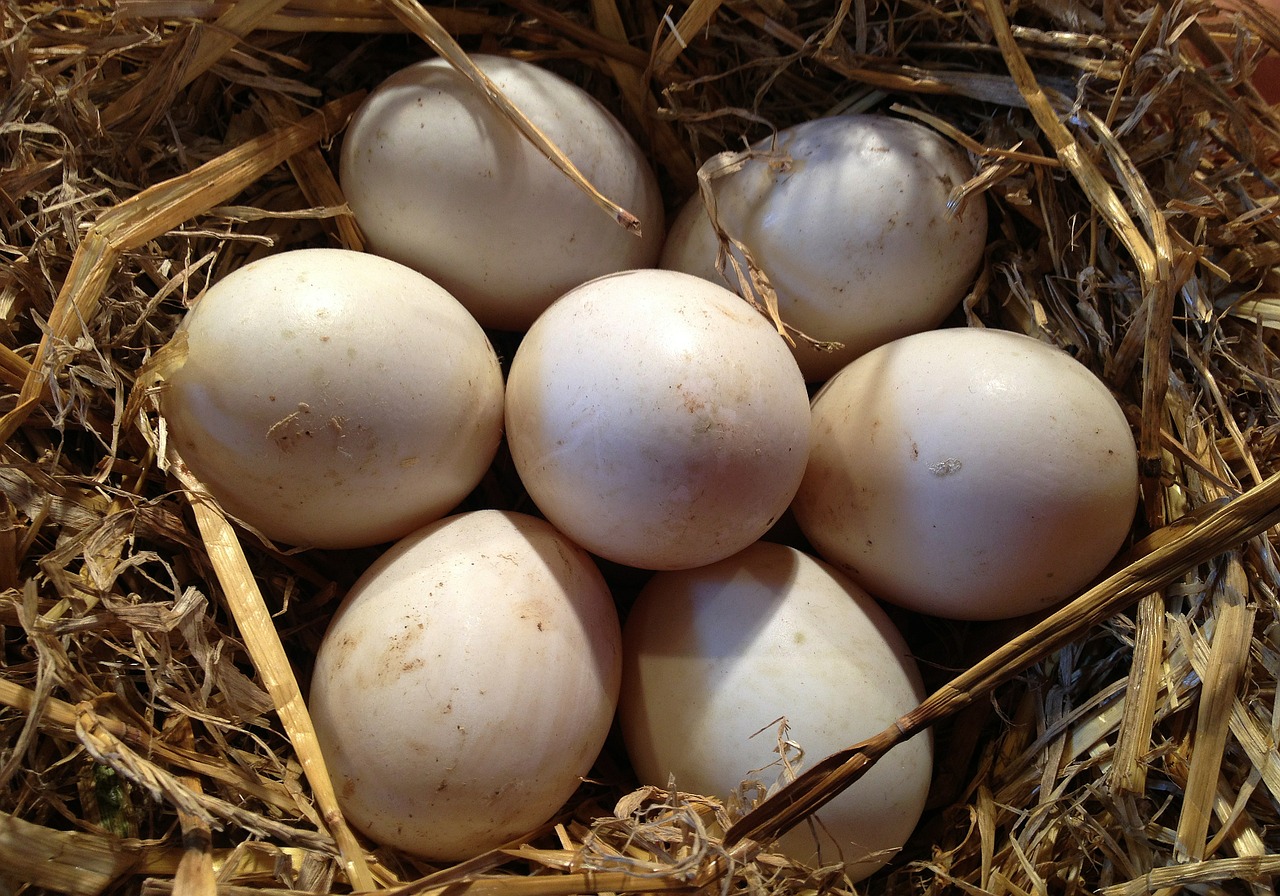 eggs hen eggs bird eggs free photo
