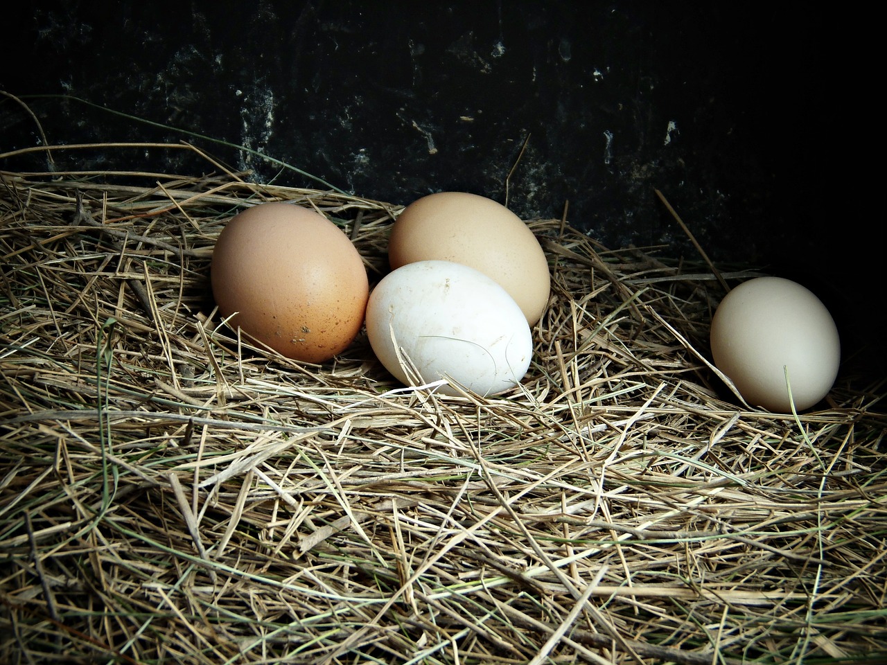 eggs farm delicacy free photo