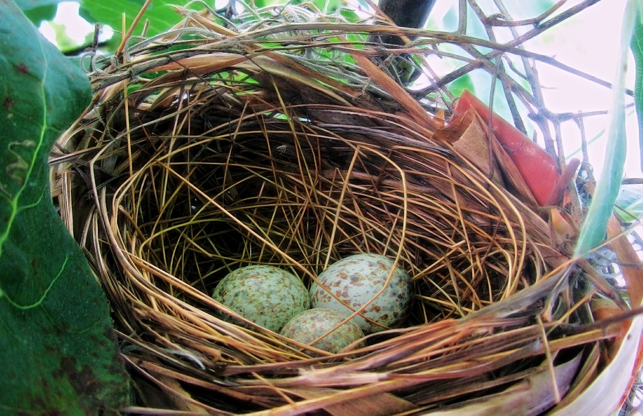 eggs bird nest spring free photo