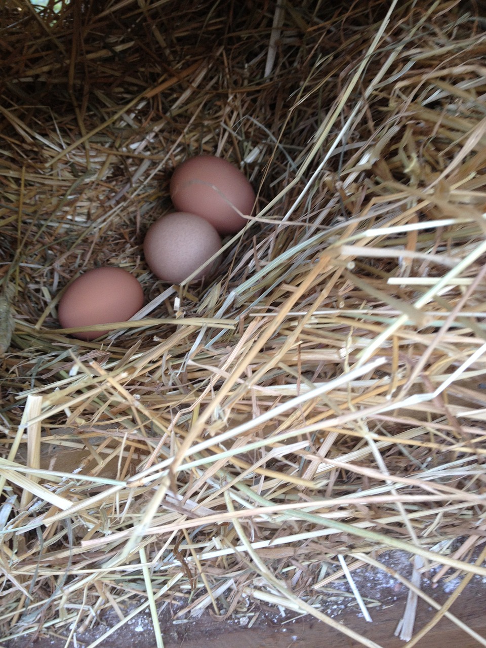 eggs poultry organic free photo